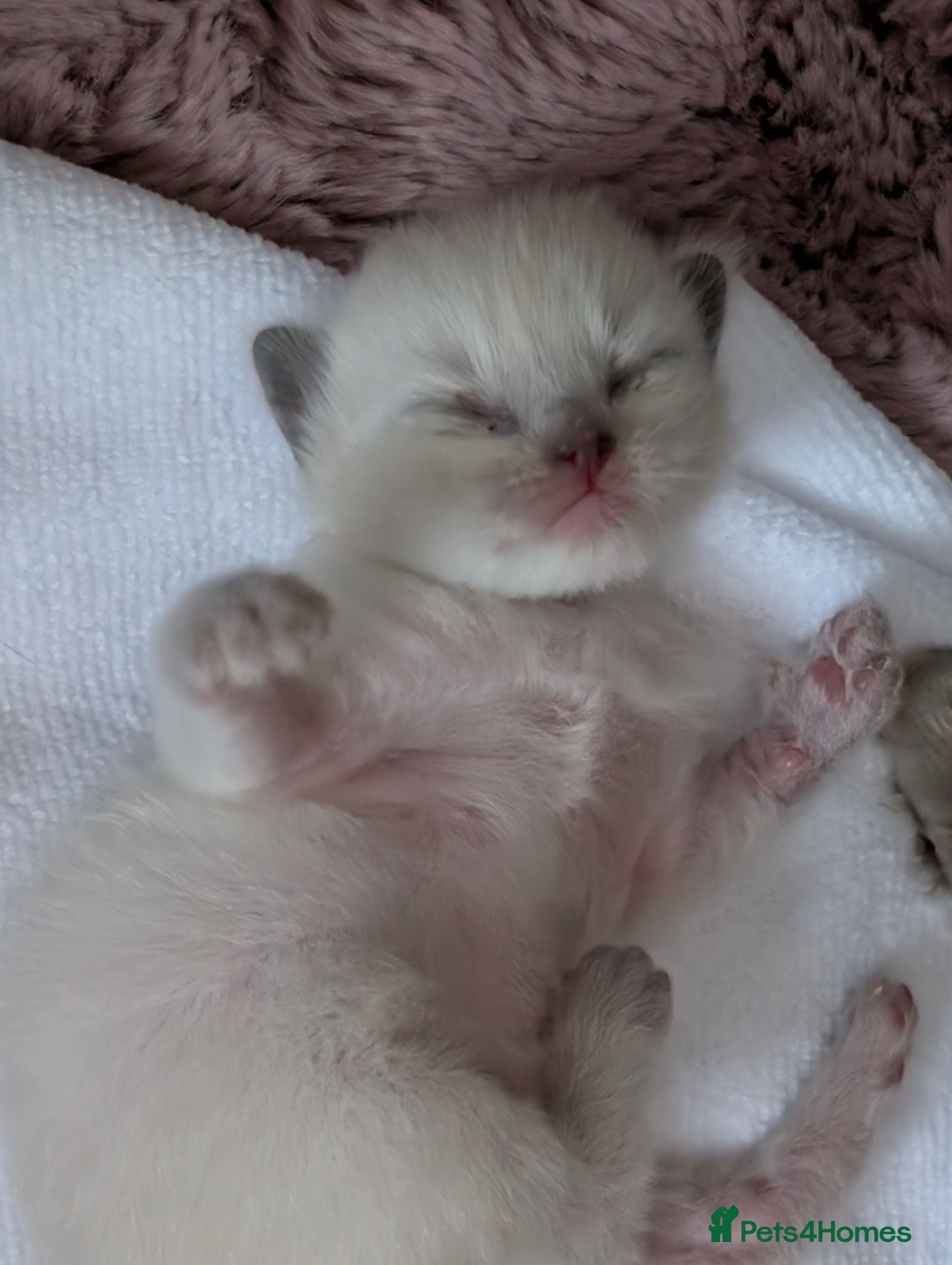 Ragdoll cats Beautiful bluepoint ragdoll kittens  - Advert 1