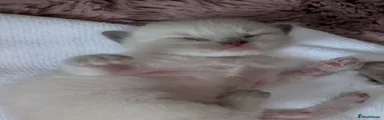 Ragdoll 1