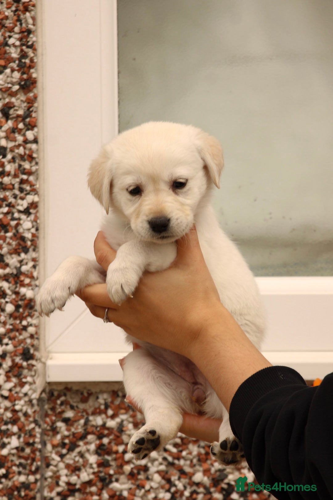 Labrador Retriever dogs for sale: Beautiful labrador puppies for sale - Image 26
