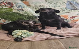 Mixed Breed dogs for adoption: A joint home needed for two Grandma’s - Image 5