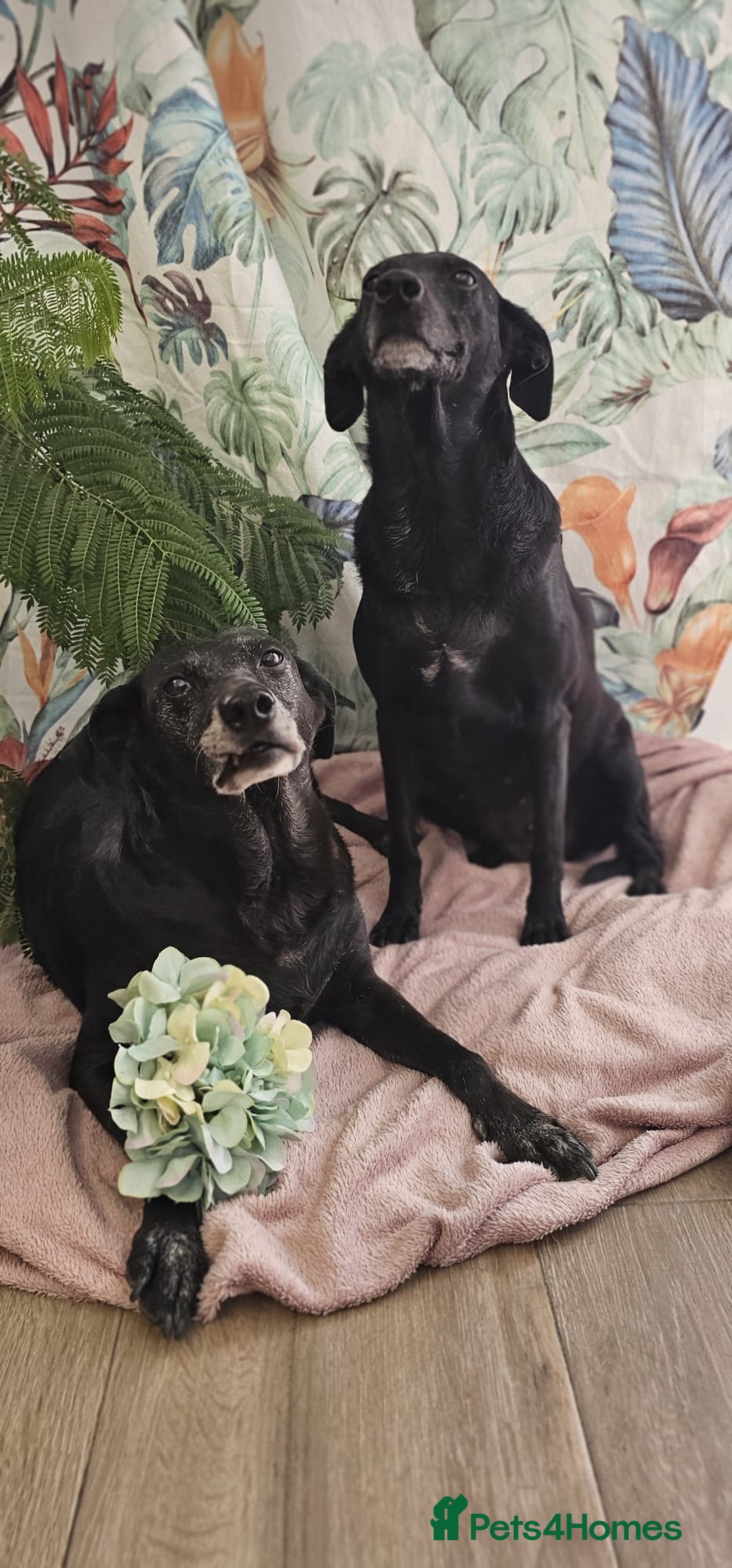 Mixed Breed dogs for adoption: A joint home needed for two Grandma’s - Image 5