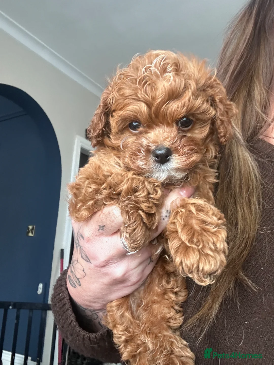 Cavapoo dogs for sale: Stunning Boy F1 Cavapoo Puppy (Licenced Breeder)  - Advert 1