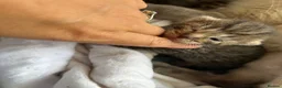 Ragdoll cats for sale: Half ragdoll half bengal kittens ready to reserve  - Advert 6