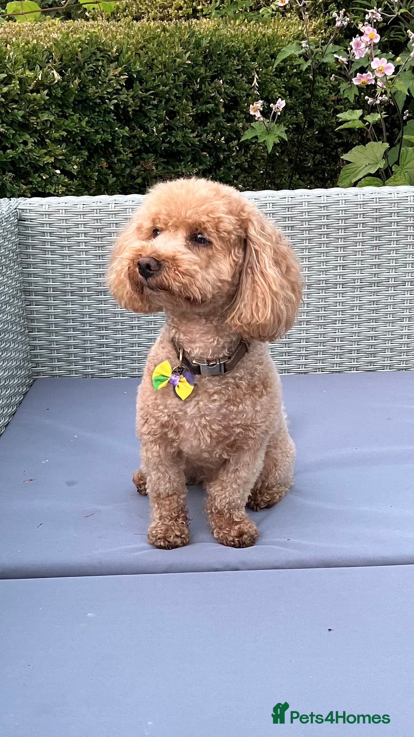 Poochon dogs Teddy the poochon, delightful and loving - Advert 1