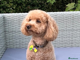 Poochon dogs Teddy the poochon, delightful and loving - Advert 1