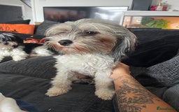 Mixed Breed dogs for sale: Maltese cross Chinese crested puppies for sale - Image 14