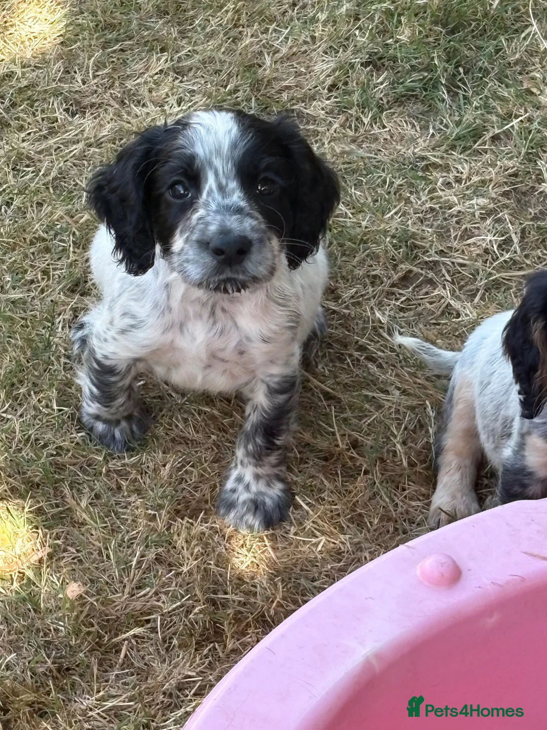 Cocker Spaniel dogs for sale: Spaniel pups  - Advert 13
