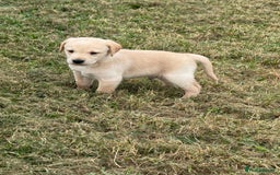 Labrador Retriever dogs for sale: Pedigree Labrador Puppies  - Image 14