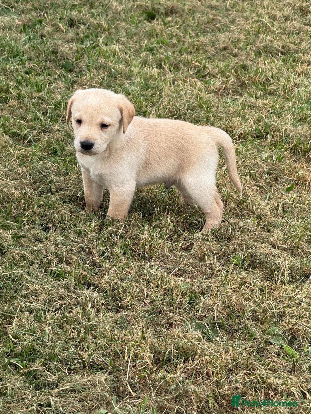 Labrador Retriever dogs for sale: Pedigree Labrador Puppies  - Image 14
