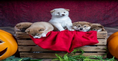 Japanese Shiba Inu dogs - Advert 6