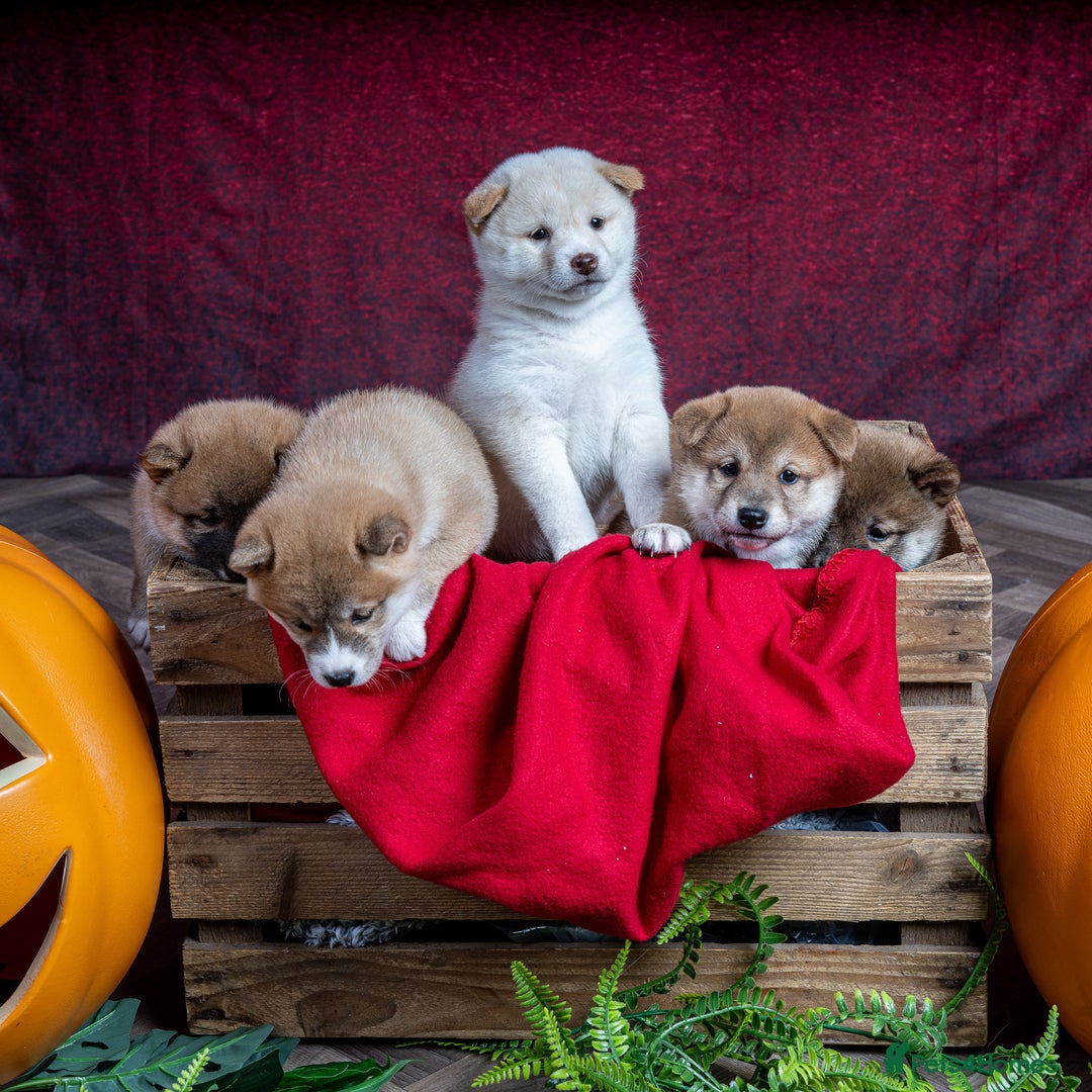 Japanese Shiba Inu dogs for sale: Beautiful KC Reg Japanese Shiba Inu Puppies - Image 2