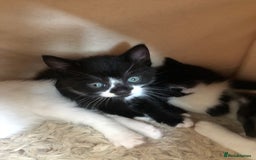 Mixed Breed cats for sale: Kittens - 2 boys 1 girl - ready to leave! - Image 4