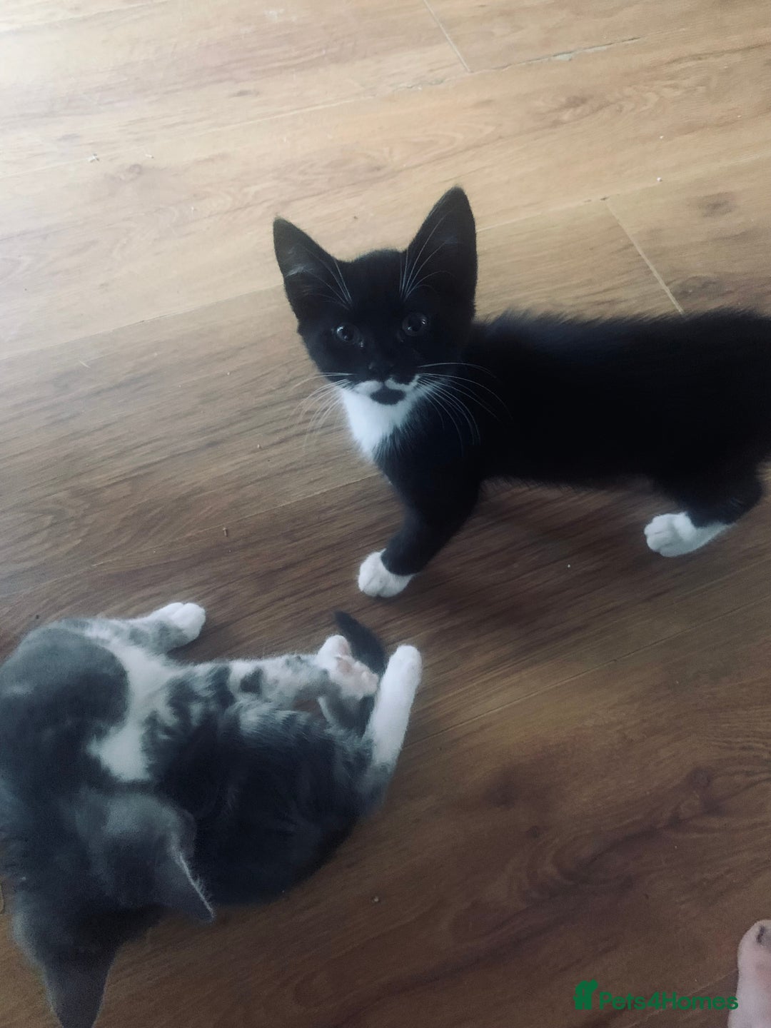 Mixed Breed cats for sale: Little ones are looking for home - Image 15