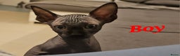 Sphynx cats for sale: Beautiful sphynx kittens - Advert 5