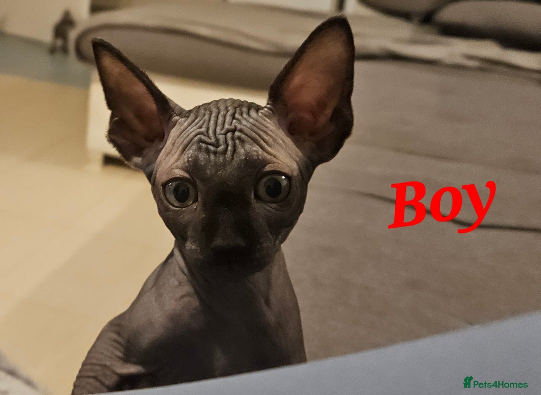Sphynx cats for sale: Beautiful sphynx kittens - Advert 5