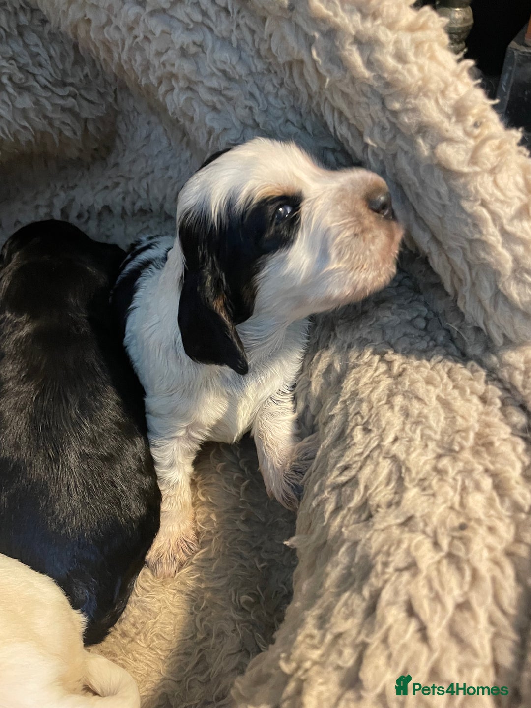 Cocker Spaniel dogs for sale: Cocker Spaniel - Show type - the calm type - Image 26