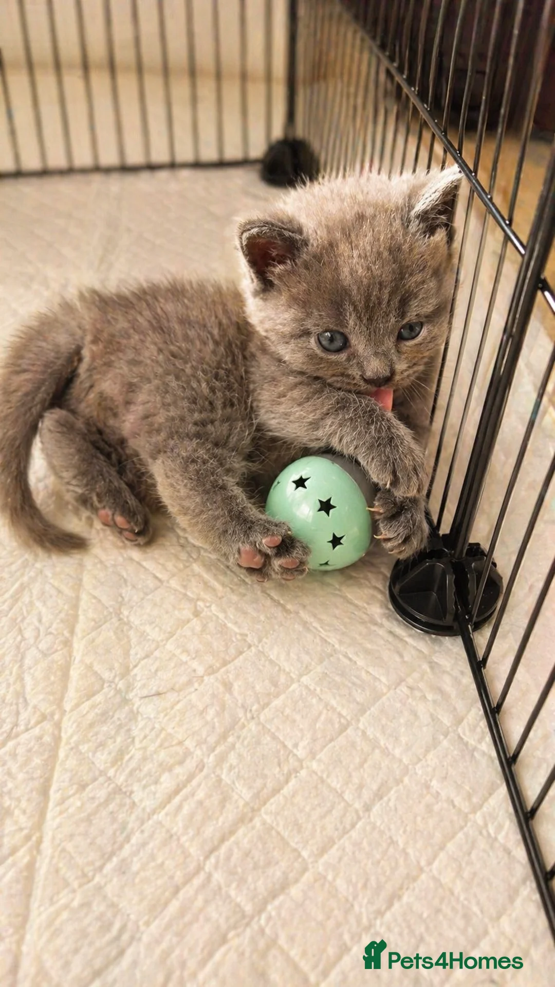 British Shorthair cats for sale: 🐾 Stunning British Shorthair (Blue) Kittens –  🐾 - Advert 11