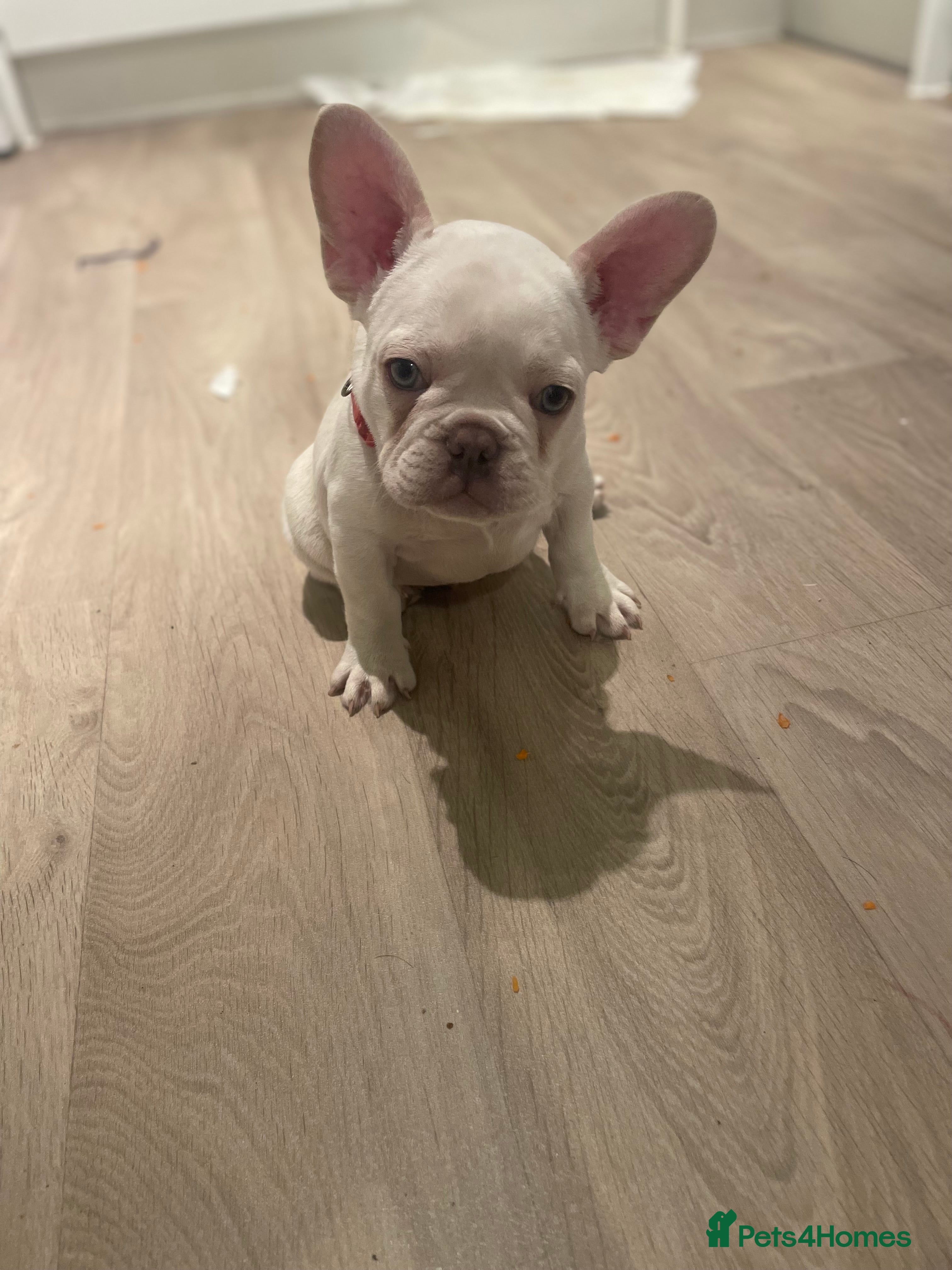 French Bulldog dogs 1 male left french bulldog puppies - Advert 22