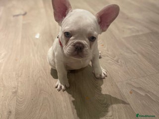 French Bulldog dogs 1 male left french bulldog puppies - Advert 22