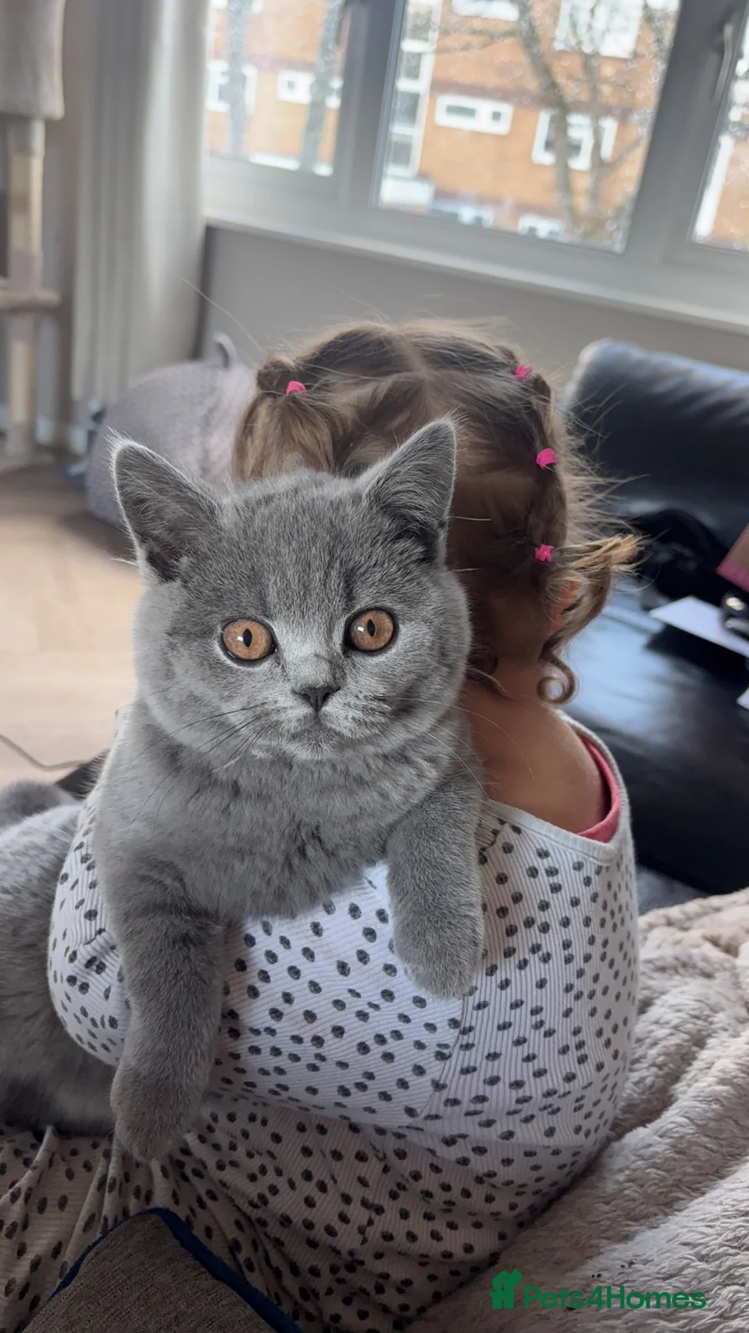 British Shorthair cats for sale: Lovely British short hair female - Advert 1
