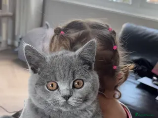 British Shorthair cats Lovely British short hair female - Advert 1