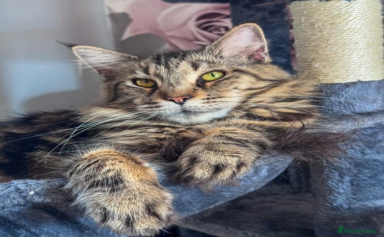 Maine Coon cats - Advert 1