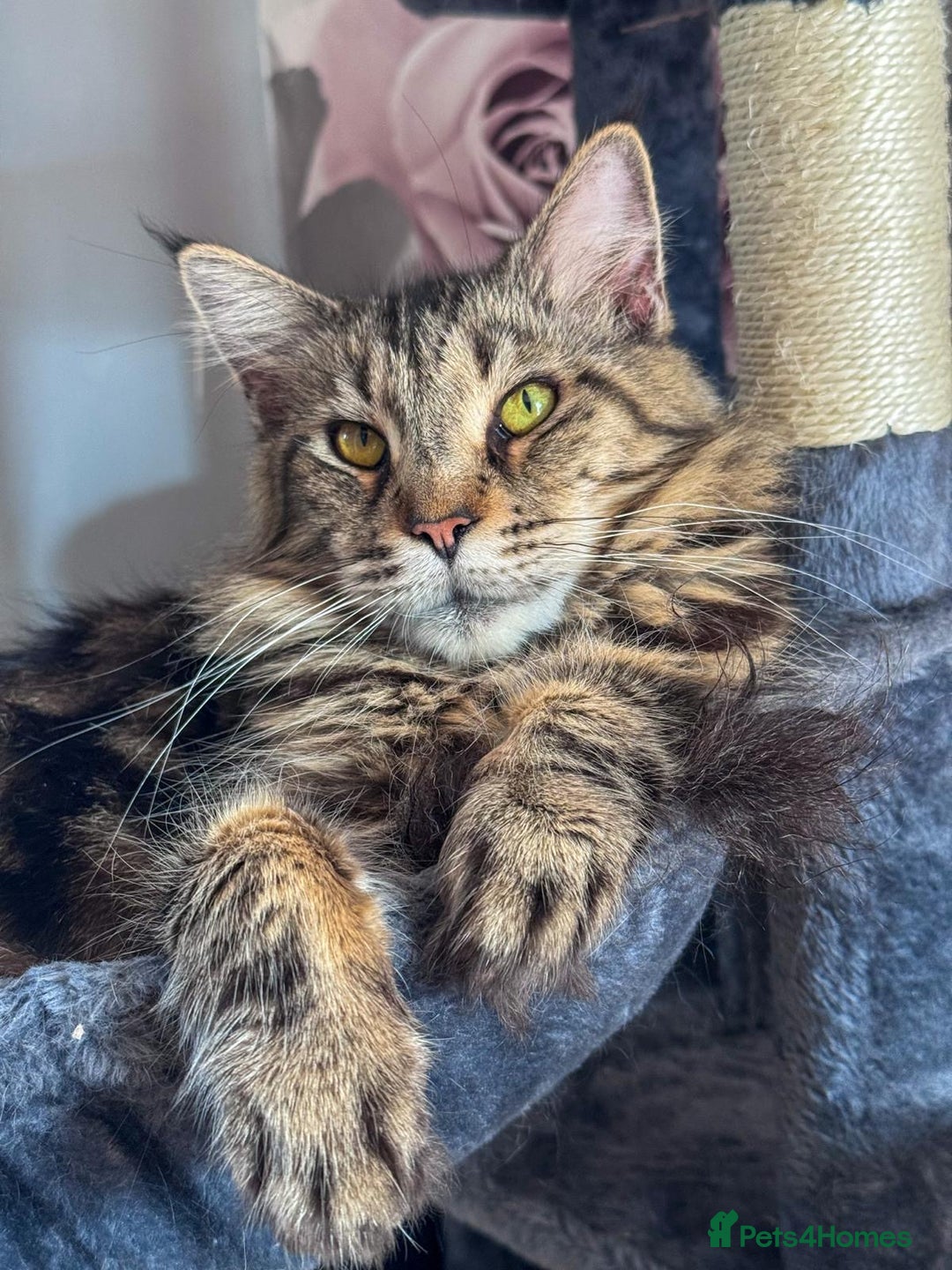 Maine Coon cats for sale: Adult mainecoon female 5 years old needs new home  - Image 1
