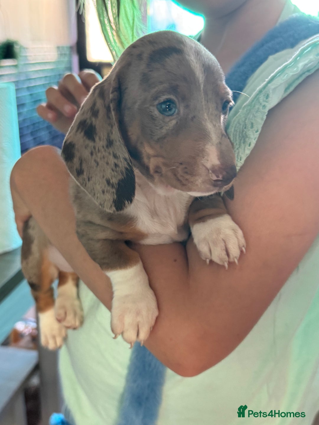 Dachshund dogs for sale: Beautiful dachshund puppies  - Image 9