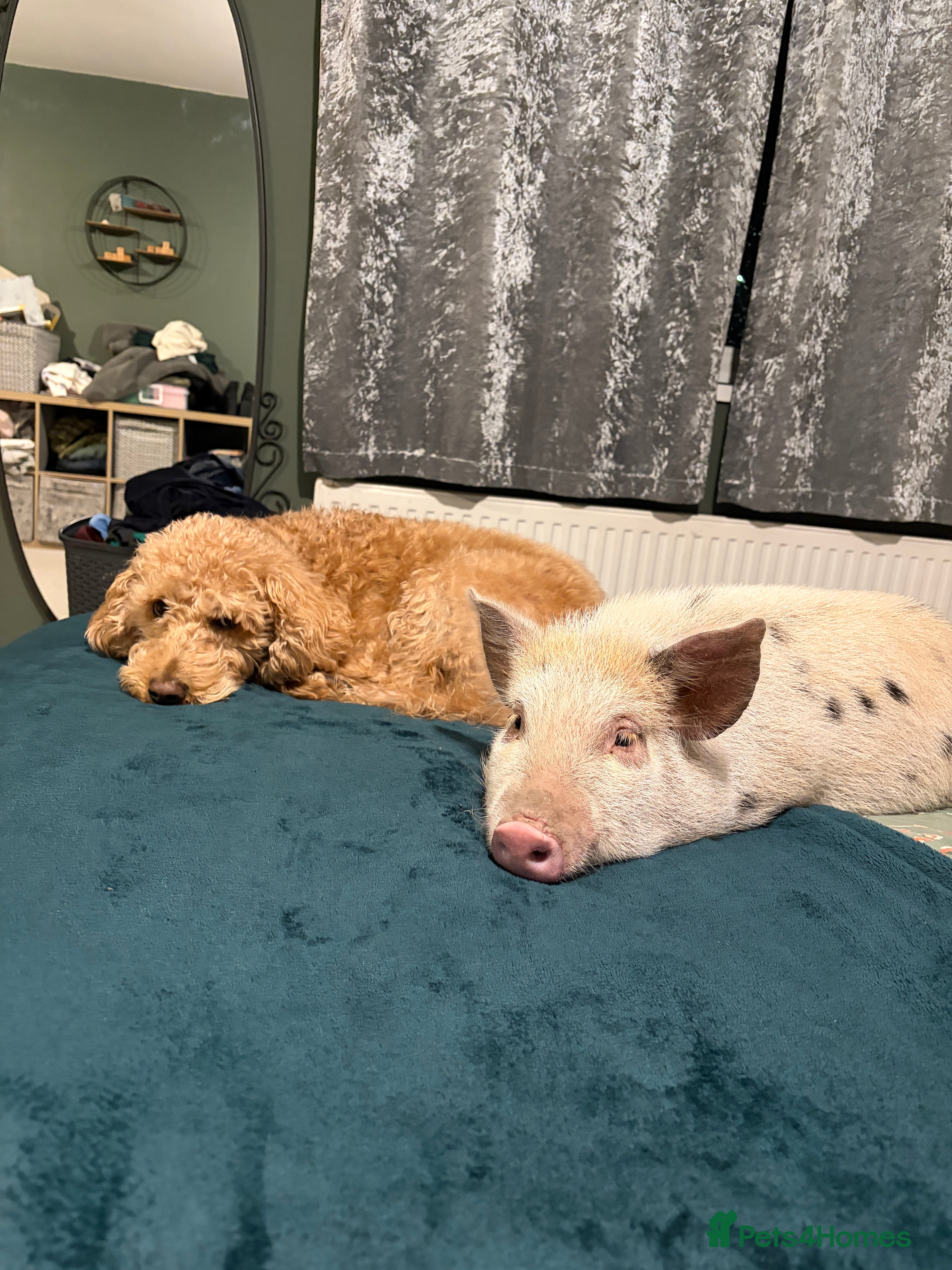 Pig livestock Margot the pig  - Advert 6