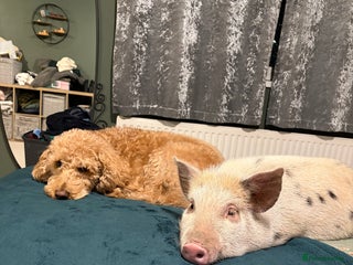 Pig livestock Margot the pig - Advert 8