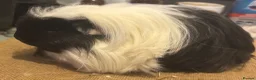 Guinea Pig rodents for sale: 2 pairs of longhaired boys for loving homes - Advert 3
