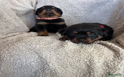 Rottweiler dogs for sale: Beautiful breed Rottweiler puppies  - Image 9