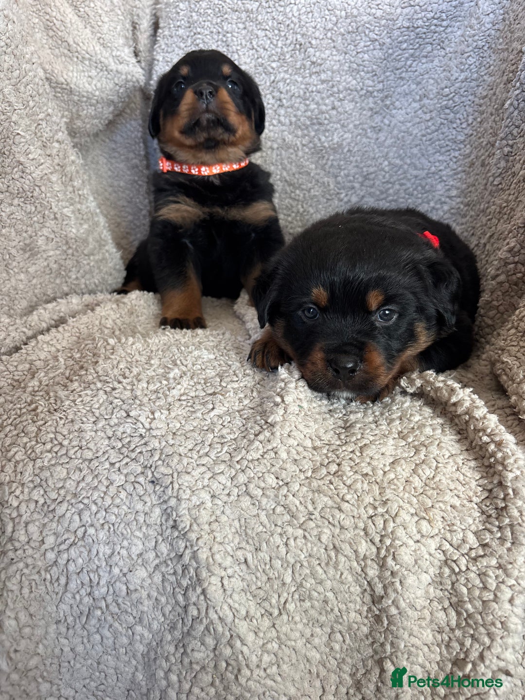 Rottweiler dogs for sale: Beautiful breed Rottweiler puppies  - Image 9