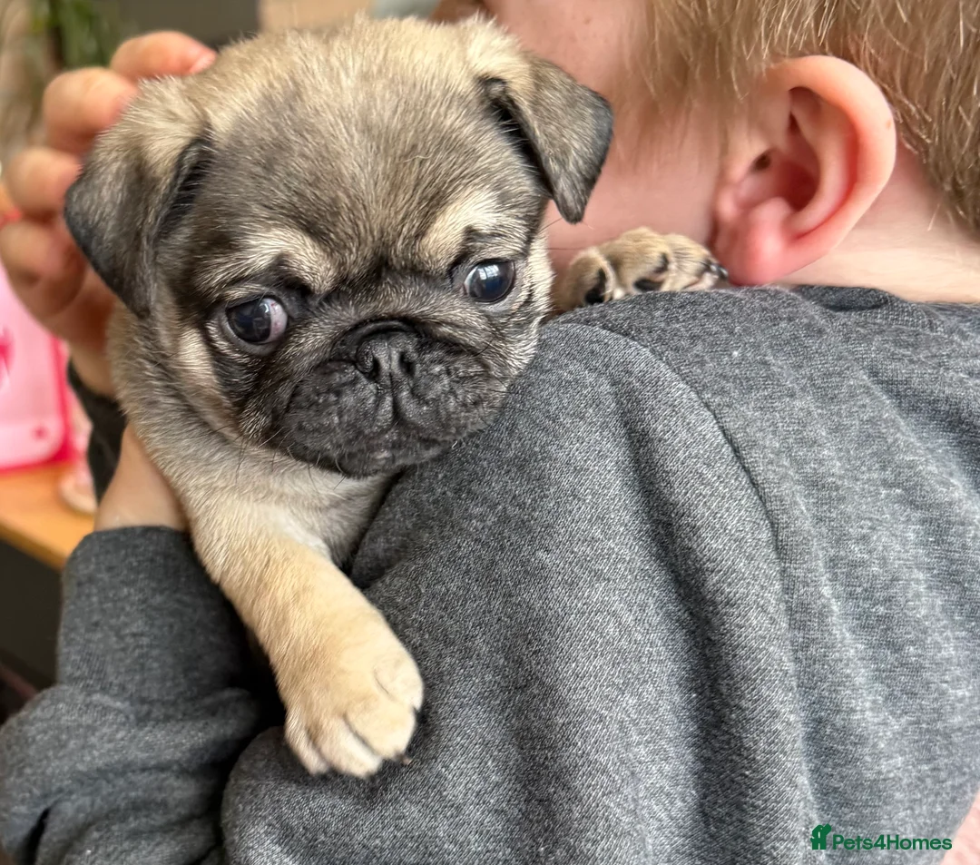 Pug dogs for sale: Pug puppies for sale  - Advert 2
