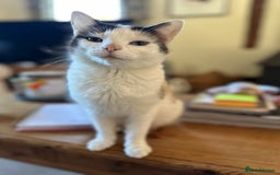 Domestic Shorthair cats for sale: Beautiful Fluffy Kittens - Advert 7