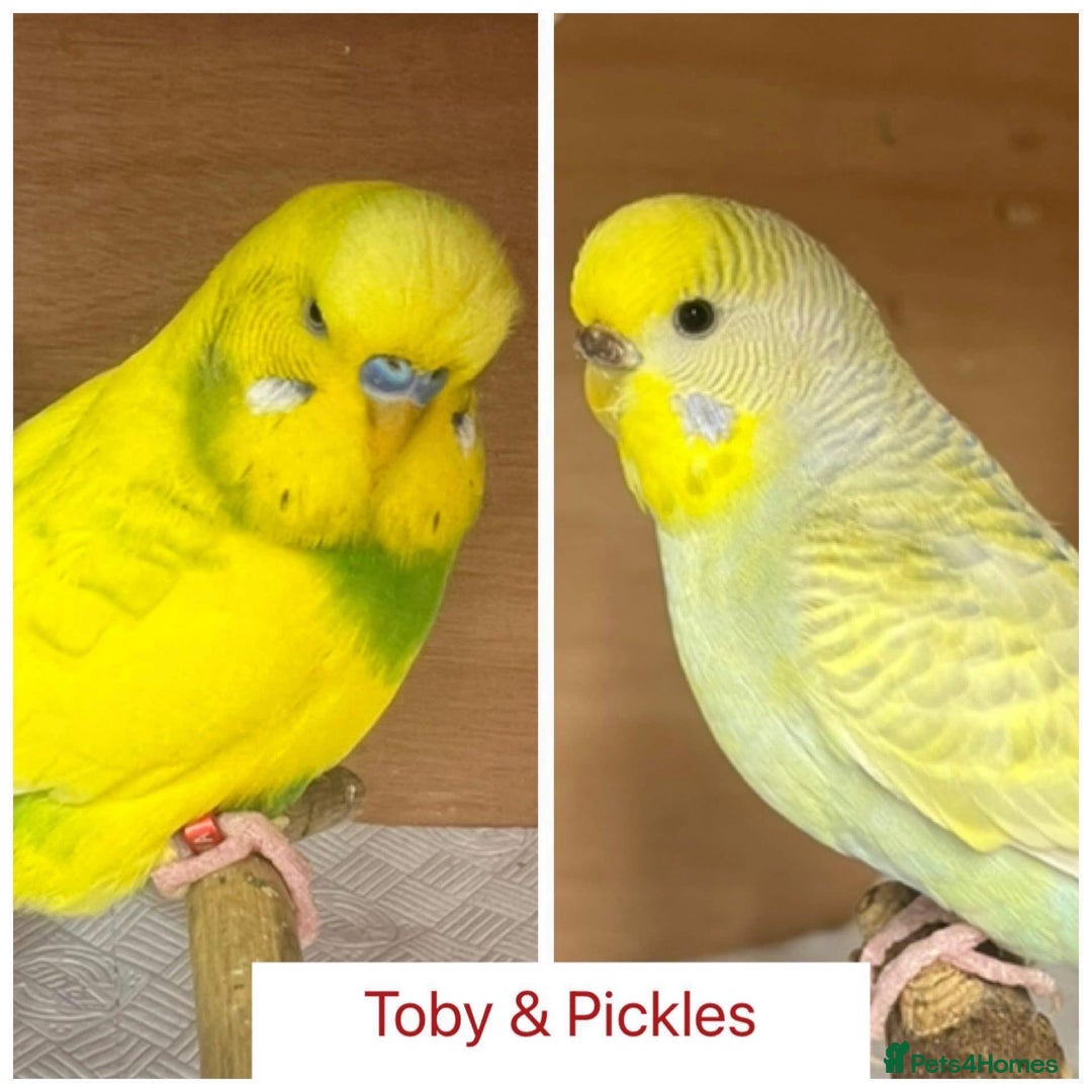 Budgerigars birds for sale: Hand Tame Budgie Chicks Ready early December  - Image 9