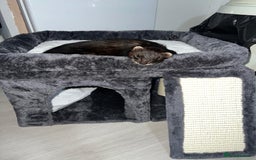 Ferret rodents for sale: Ferret looking for new home - Image 2