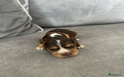 Cocker Spaniel dogs for sale: ✨show type cocker spaniel ✨ - Image 9