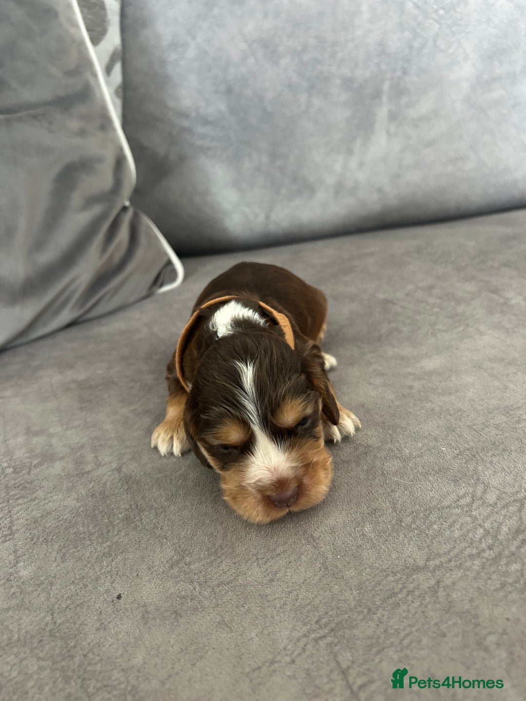 Cocker Spaniel dogs for sale: ✨show type cocker spaniel ✨ - Image 9