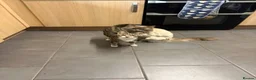 Mixed Breed cats for sale: Kittens - Advert 8