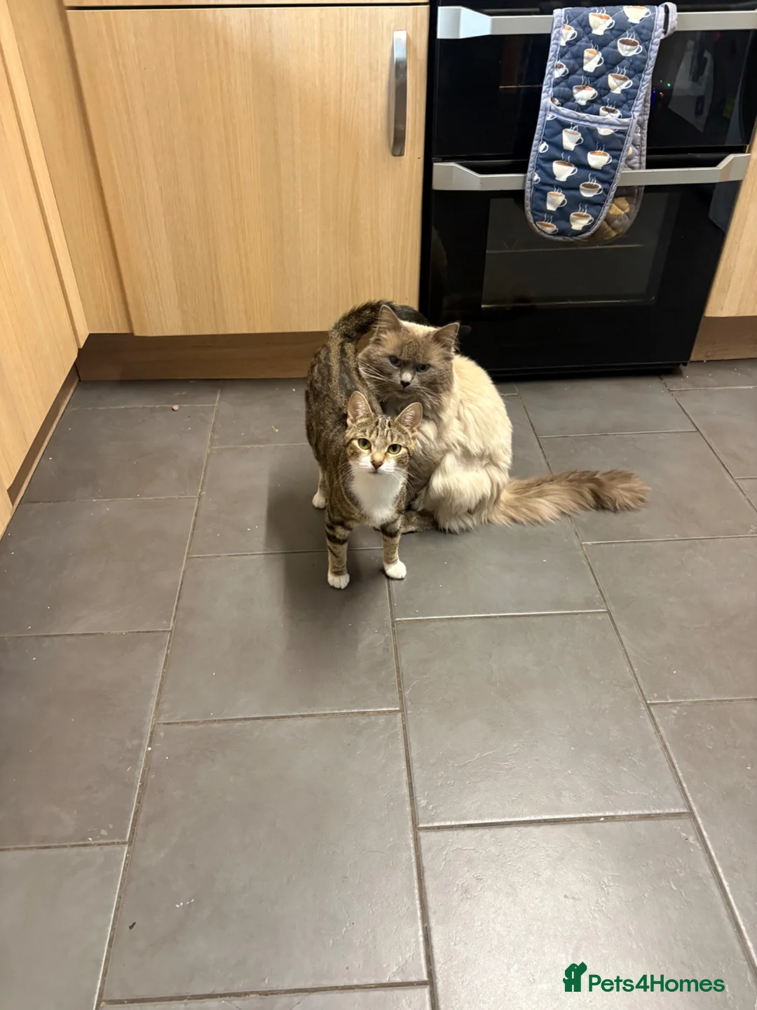 Mixed Breed cats for sale: Kittens - Advert 8