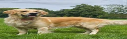Golden Retriever dogs for sale: 5* Golden Retriver puppies in Wisbech - Advert 7