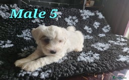 Tibetan Terrier dogs for sale: Tibetan terrier puppies for sale - Image 16