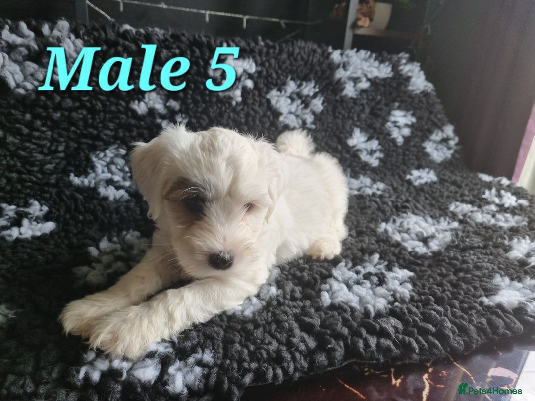 Tibetan Terrier dogs for sale: Tibetan terrier puppies for sale - Image 16