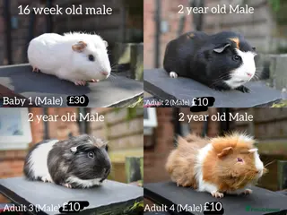 Guinea Pig rodents Guinea Pigs Looking For New Homes - Advert 6