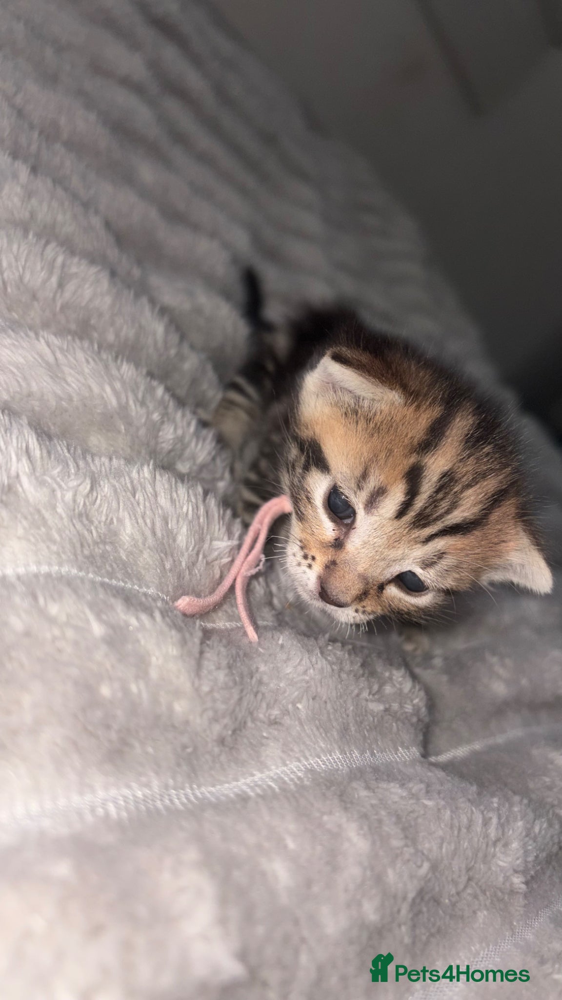 Bengal cats Bengal cross kittens - Advert 3