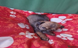 Mixed Breed dogs for sale: Puppies - Image 15