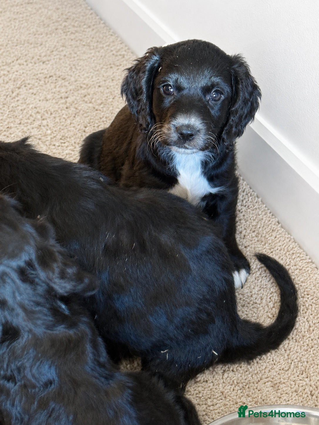 Sproodle dogs READY NOW BEAUTIFUL SPROODLE PUPS! - Advert 3