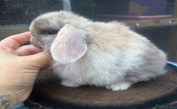 Mini Lop rabbits - Advert 1