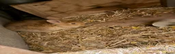 Mini Lion Lop rabbits for sale: Lion lops - Advert 9